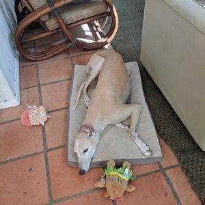 Meet your Posher, Connor